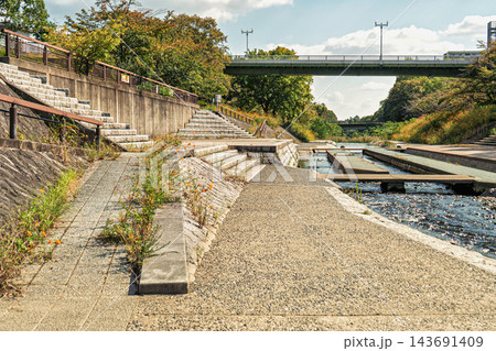 キバナコスモスの咲く公園 キバナコスモスの咲く公園 143691409