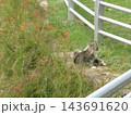 公園の隅で静かにくつろぐ野良猫 143691620