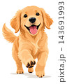 Happy golden retriever puppy running with open mouth 143691993