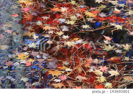 北海道の秋 水面に映る紅葉と水面に落ちたカラフルな落葉 北海道の秋 水面に映る紅葉と水面に落ちたカラフルな落葉 143693801