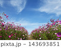 コスモス咲く鼻高展望花の丘 143693851