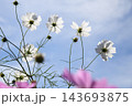 コスモス咲く鼻高展望花の丘 143693875