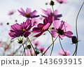 コスモス咲く鼻高展望花の丘 143693915