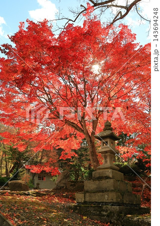 真っ赤な紅葉と石灯籠 143694248