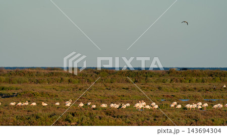 Flamingo flock resting in wide coastal wetland landscape Flamingo flock resting in wide coastal wetland landscape 143694304