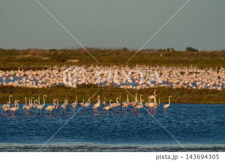 Endless flamingo flock wading in golden evening wetland Endless flamingo flock wading in golden evening wetland 143694305