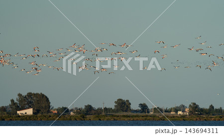 Flock of flamingos migrating over coastal wetland village Flock of flamingos migrating over coastal wetland village 143694311