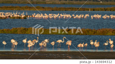Golden hour flamingo flock resting in tranquil lagoon 143694312