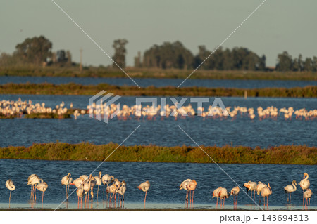 Flamingo flock resting in tranquil coastal wetland lagoon Flamingo flock resting in tranquil coastal wetland lagoon 143694313