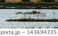 Graceful pink flamingos gathering in coastal wetland lagoon 143694335