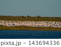 Vast flamingo flock resting on tranquil coastal lagoon 143694336