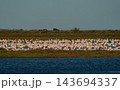 Massive flamingo flock resting on tranquil wetland lake 143694337