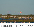 Wild flamingo colony flying over coastal wetlands 143694338