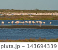Peaceful flamingo colony resting in coastal wetland lagoon 143694339