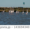 Graceful flamingos wading peacefully in coastal lagoon 143694340