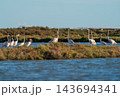 Graceful flamingos wading together in coastal wetland lagoon 143694341