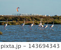 Flamingos wading in coastal lagoon with kite surfer 143694343