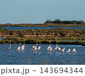 Graceful flamingo flock wading in coastal lagoon 143694344