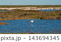Solitary flamingo standing in blue wetland lagoon 143694345