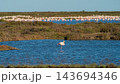 Lone flamingo standing in blue wetland lagoon 143694346