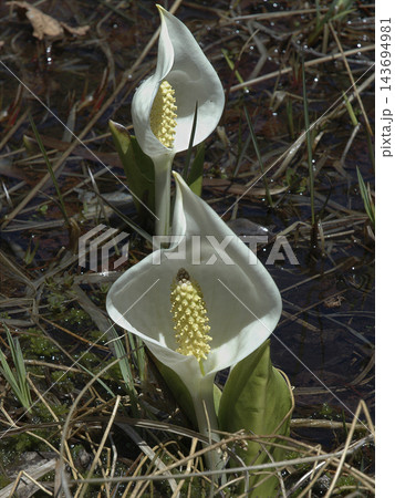 春の訪れを告げる純白の花　乗鞍高原の水芭蕉 143694981