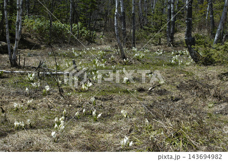 春の訪れを告げる純白の花　乗鞍高原の水芭蕉 143694982