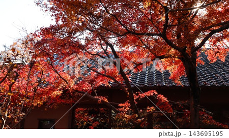 紅葉に覆われた参道　筑西市　最勝寺 143695195