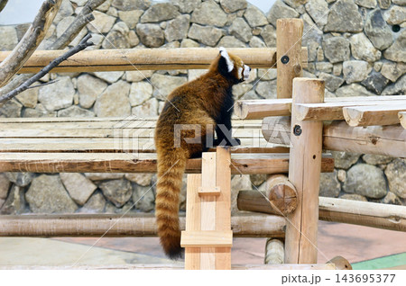 レッサーパンダ レッサーパンダ 143695377
