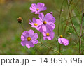 コスモスの花 143695396