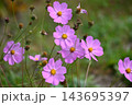 コスモスの花 143695397
