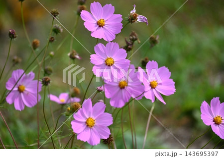 コスモスの花 コスモスの花 143695397