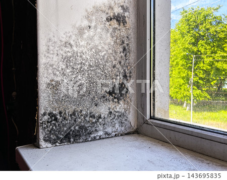 Fungus and black mold on window frames caused by dampness. Bad housing, hygiene problems, health risks, and the need for repair work 143695835