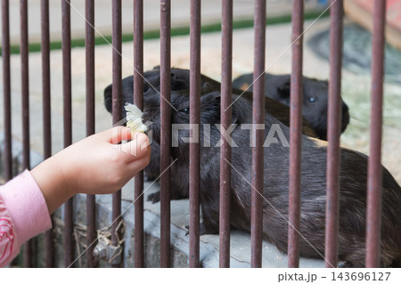 【町田リス園　黒モルモットに餌をあげる】 143696127