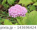 季節外れのアジサイ 143696424