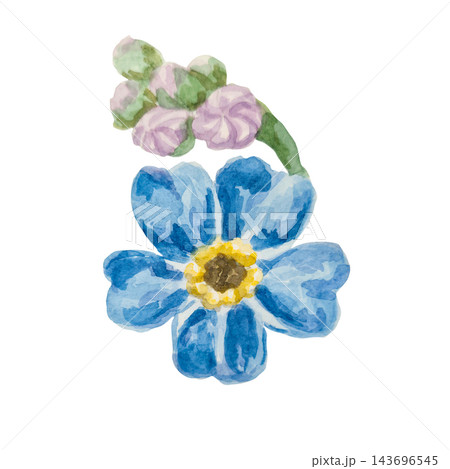 Blue forget-me-nots, myosotis, scorpion grass, hand painted with watercolors and isolated on white background. Suitable for postcards, invitations, wedding, prints and packaging 143696545