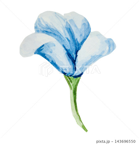 Blue forget-me-nots, myosotis, scorpion grass, hand painted with watercolors and isolated on white background. Suitable for postcards, invitations, wedding, prints and packaging 143696550