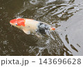 池のコイ 143696628