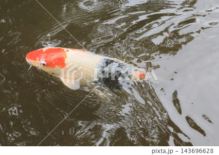 池のコイ 池のコイ 143696628