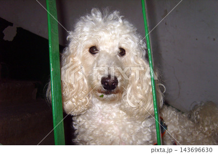 White Standard Poodle peers curiously through green metal bars, looking right at the camera. Its curly coat contrasts with the dark, grimy background. A small green leaf is stuck to its chin. White Standard Poodle peers curiously through green metal bars, looking right at the camera. Its curly coat contrasts with the dark, grimy background. A small green leaf is stuck to its chin. 143696630