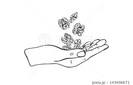 Open hand with walnut kernels falling above the palm line art black ink sketch. Etching drawing of cracked nut halves in hand for healthy nutrition, charity campaign, naturopathy label, harvest poster 143696671