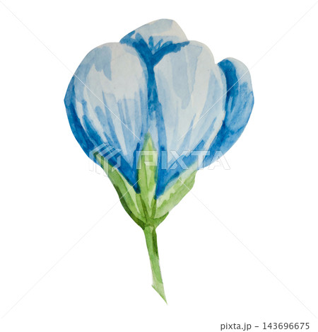 Blue forget-me-nots, myosotis, scorpion grass, hand painted with watercolors and isolated on white background. Suitable for postcards, invitations, wedding, prints and packaging 143696675