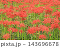 見頃な彼岸花 143696678