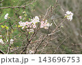 十月桜 143696753