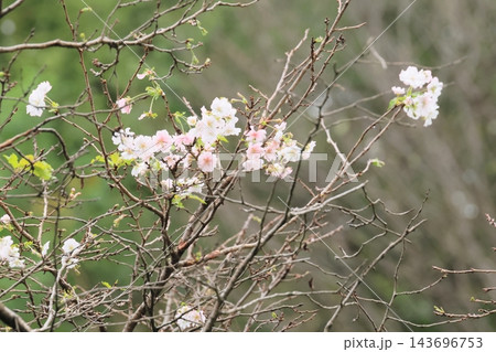 十月桜 143696753