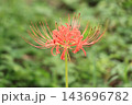 彼岸花1輪アップ 143696782