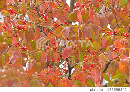 ハナミズキの葉の紅葉 ハナミズキの葉の紅葉 143696842