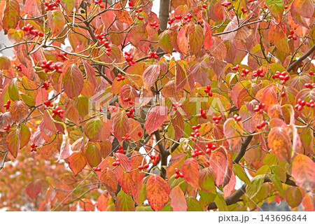 ハナミズキの葉の紅葉 143696844