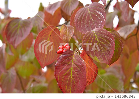 ハナミズキの葉の紅葉 143696845