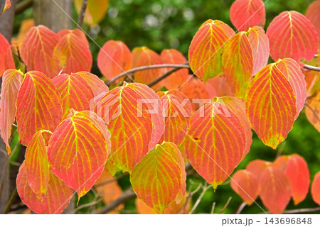 ハナミズキの葉の紅葉 143696848