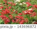 満開の彼岸花 143696872
